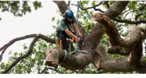 Black Stump tree arborist