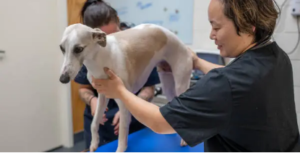 therapy for dogs with hip dysplasia cost